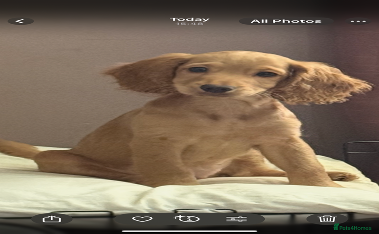 Cockapoo dogs - Advert 3