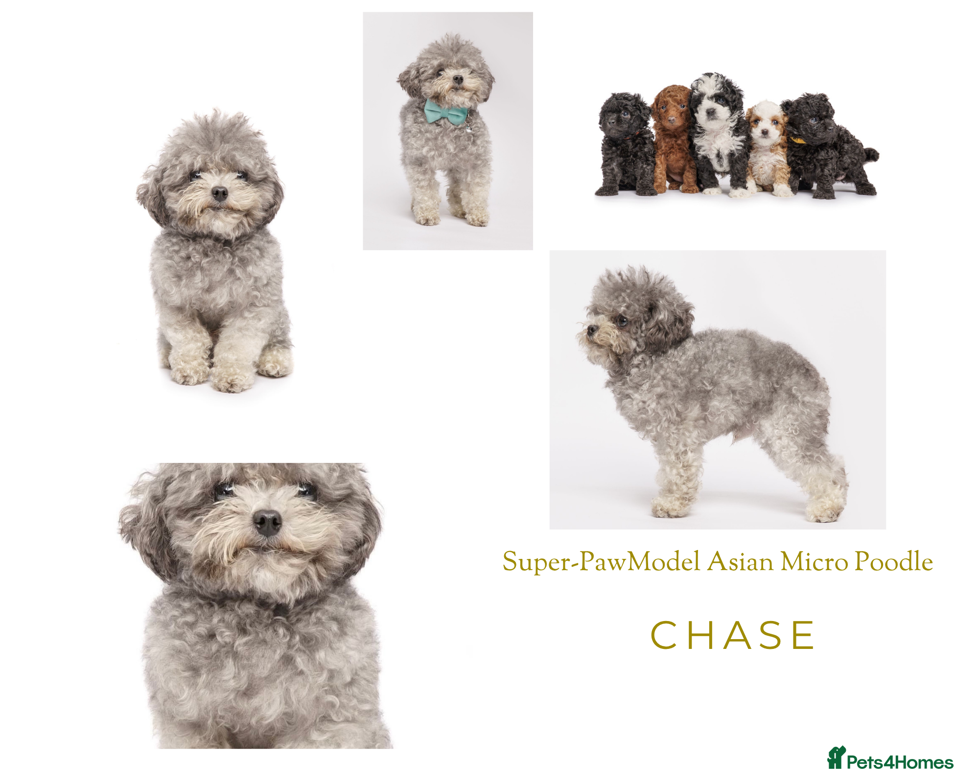 Toy Poodle dogs Asian Line Micro Silver Toy Poodle  - Advert 20