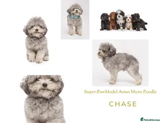 Toy Poodle dogs Asian Line Micro Silver Toy Poodle - Advert 20