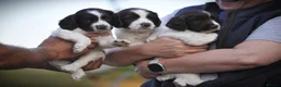 English Springer Spaniel dogs for sale: English springer spaniel puppies  in Exeter - Advert 8