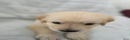 Golden Retriever dogs for sale: Golden retriever puppies in Cumnock - Advert 11