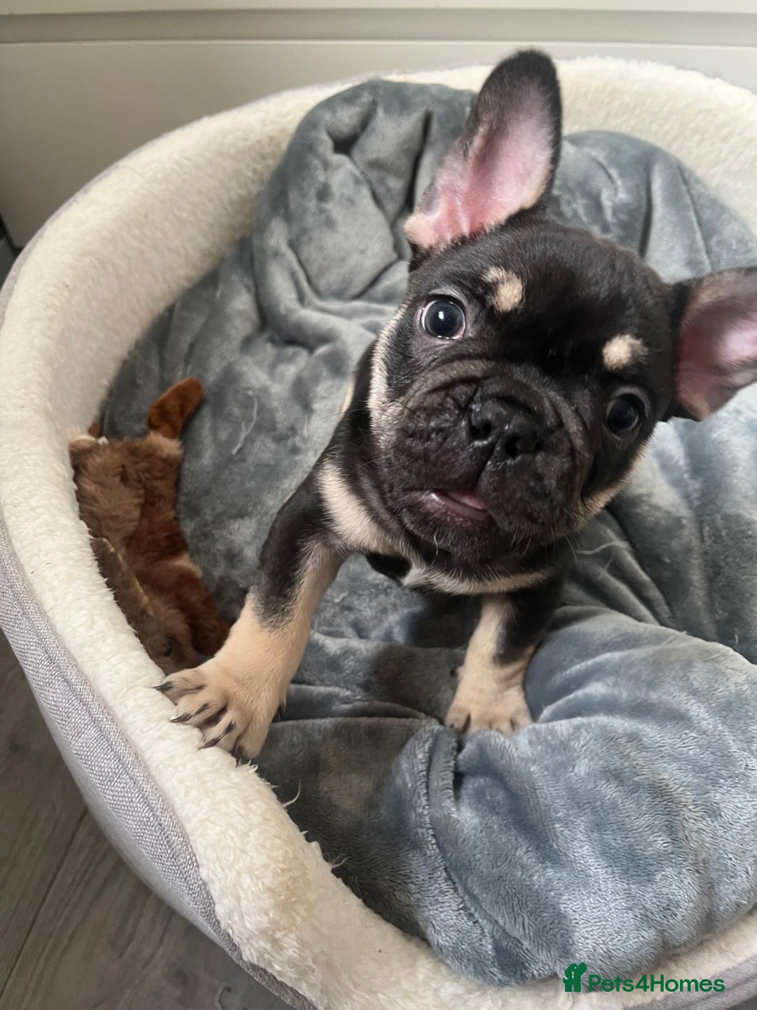 French Bulldog dogs for sale: London’s French Bulldog Puppies 🏴󠁧󠁢󠁥󠁮󠁧󠁿 - Advert 19