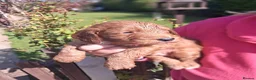 Cockapoo dogs for sale: Georgous cockerpoo puppy - Advert 10