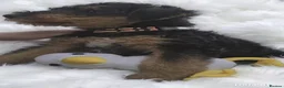 Airedale Terrier dogs for sale: Airedale terrier puppies for sale - Advert 9