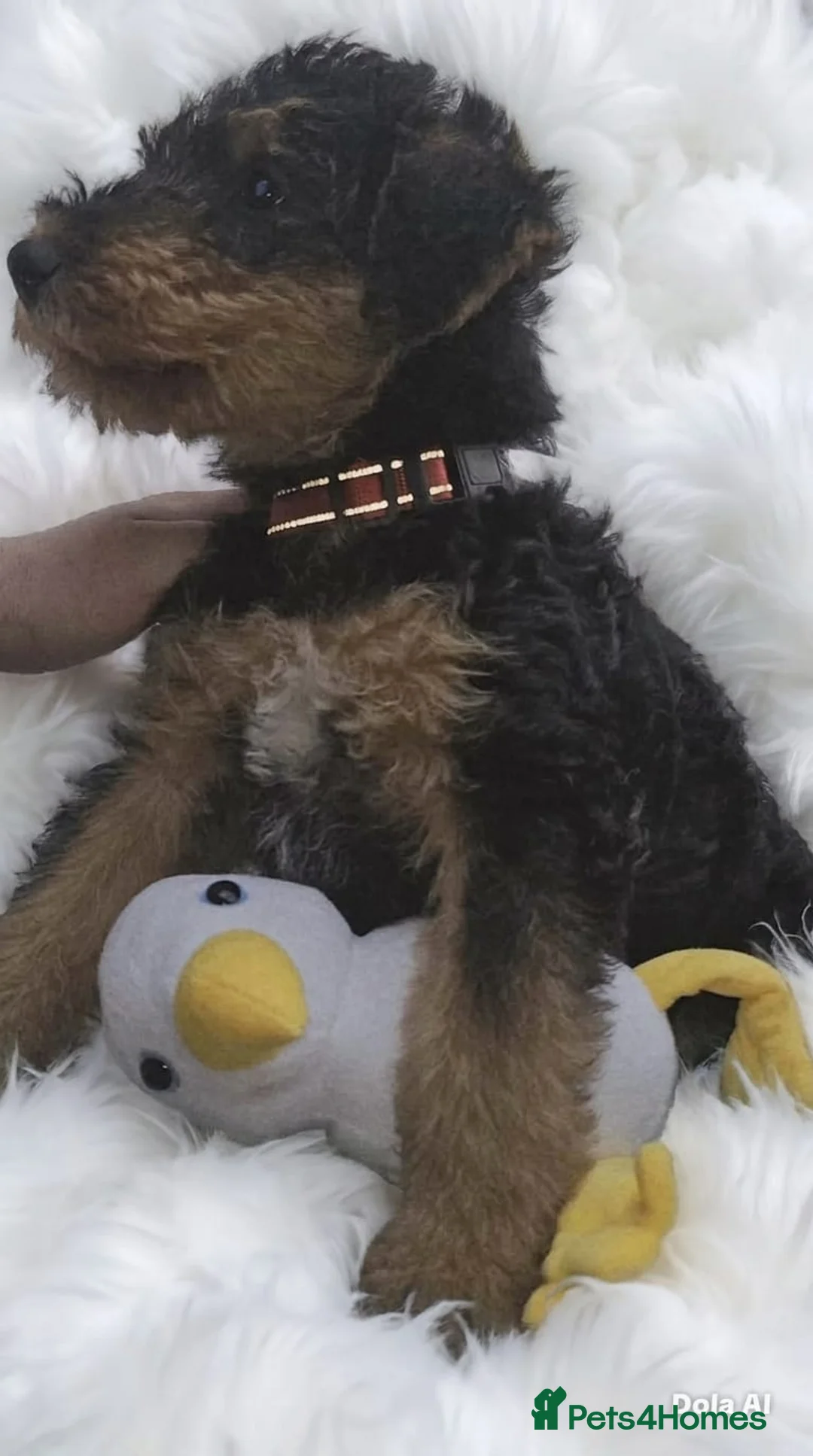 Airedale Terrier dogs for sale: Airedale terrier puppies for sale - Advert 9