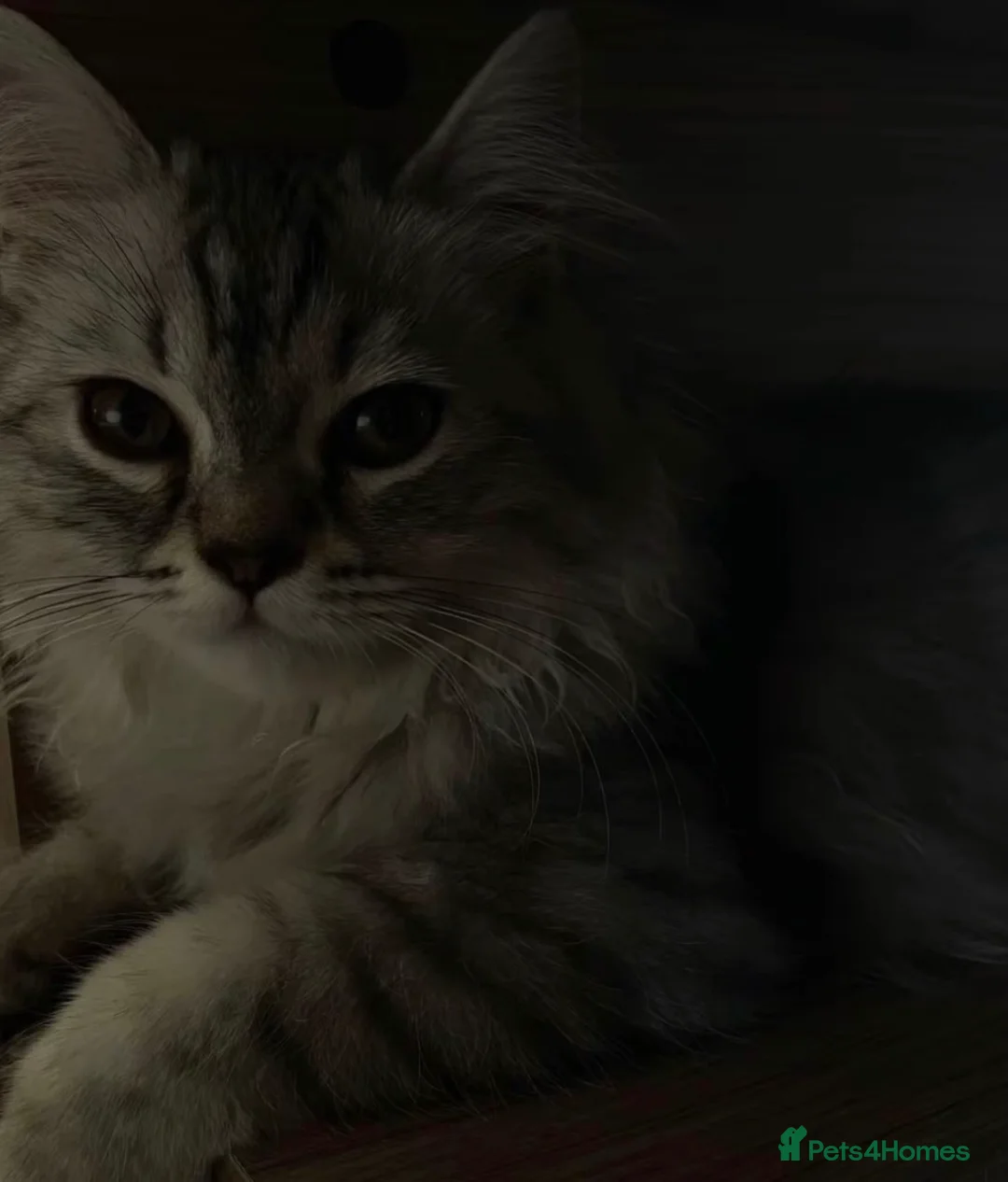 Maine Coon cats for sale: mainecoon/norwiegn forest cat  in Bristol - Advert 2