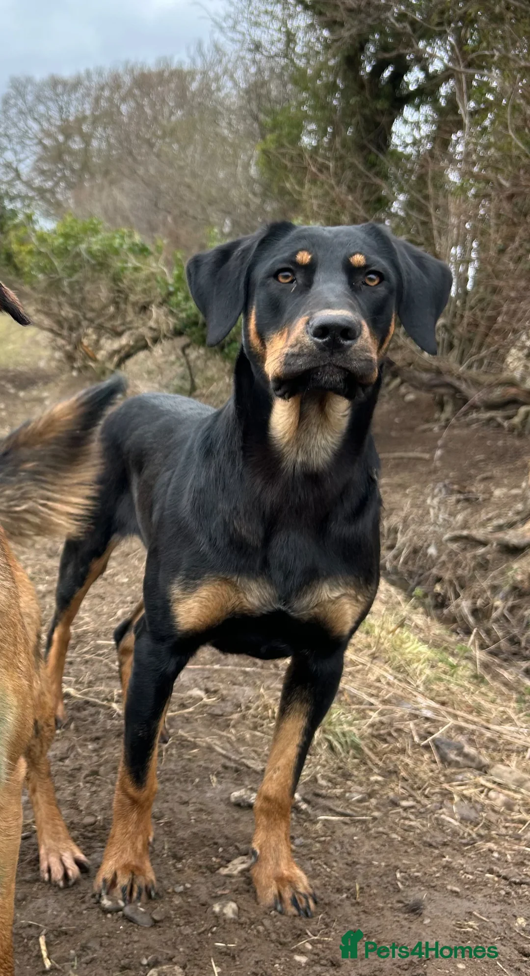 Huntaway dogs for sale: Quality Huntaway pups seeking fantastic homes - Advert 2