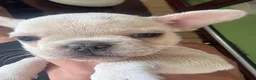 French Bulldog dogs for sale: Beautiful French bulldogs in Ilford - Advert 12