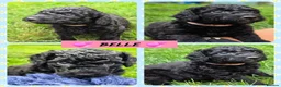 Cockapoo dogs for sale: Health Tested F1b Cockapoo Puppies - Advert 14
