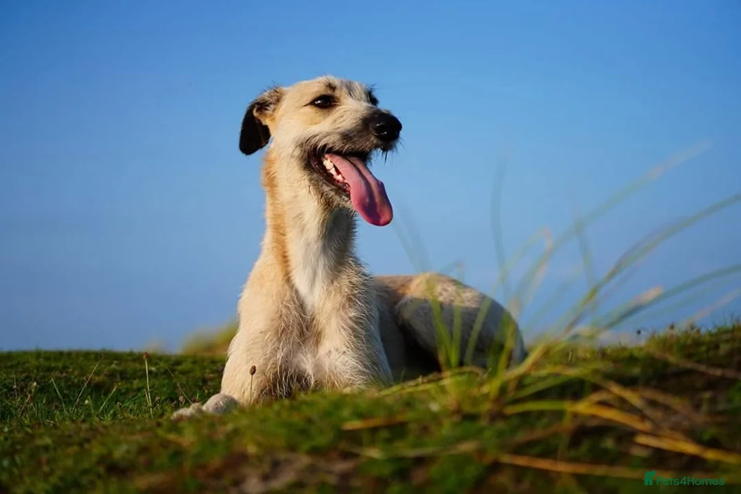 Lurcher dogs for sale: Suki x Charlie - Saluki, Collie, Bull, Grey - Advert 2