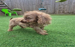 Cockapoo dogs for sale: F1 type cockepoos  - Image 5