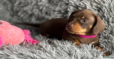 Miniature Dachshund dogs - Advert 9