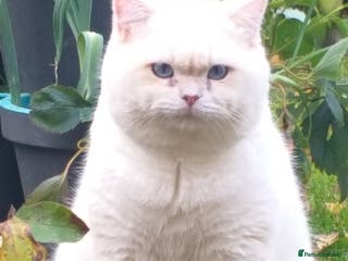 British Shorthair cats WCF & GCCF Registered cy12 BSH in Norwich - Advert 6