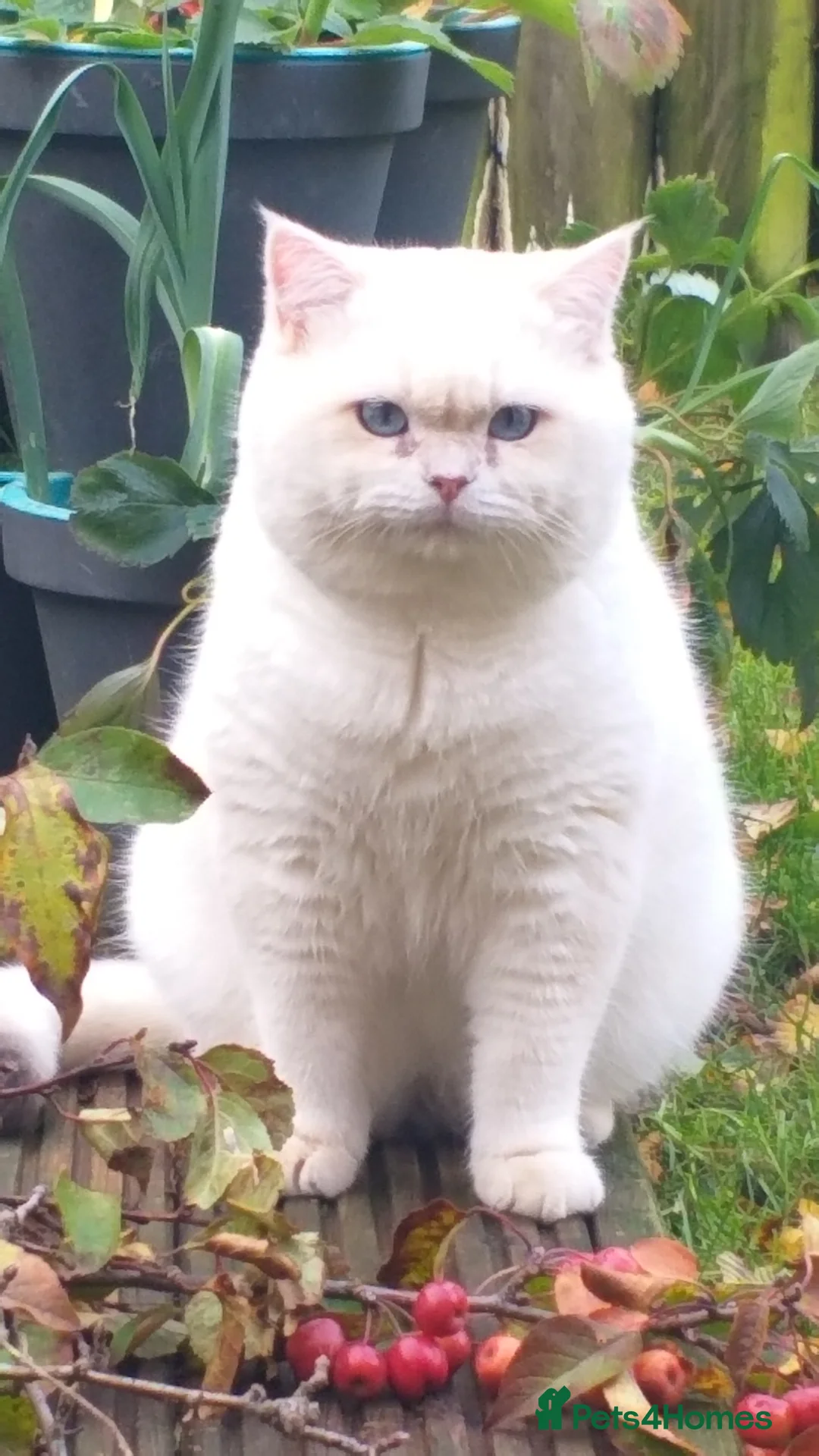 British Shorthair cats for stud: WCF & GCCF Registered cy12 BSH in Norwich - Advert 1