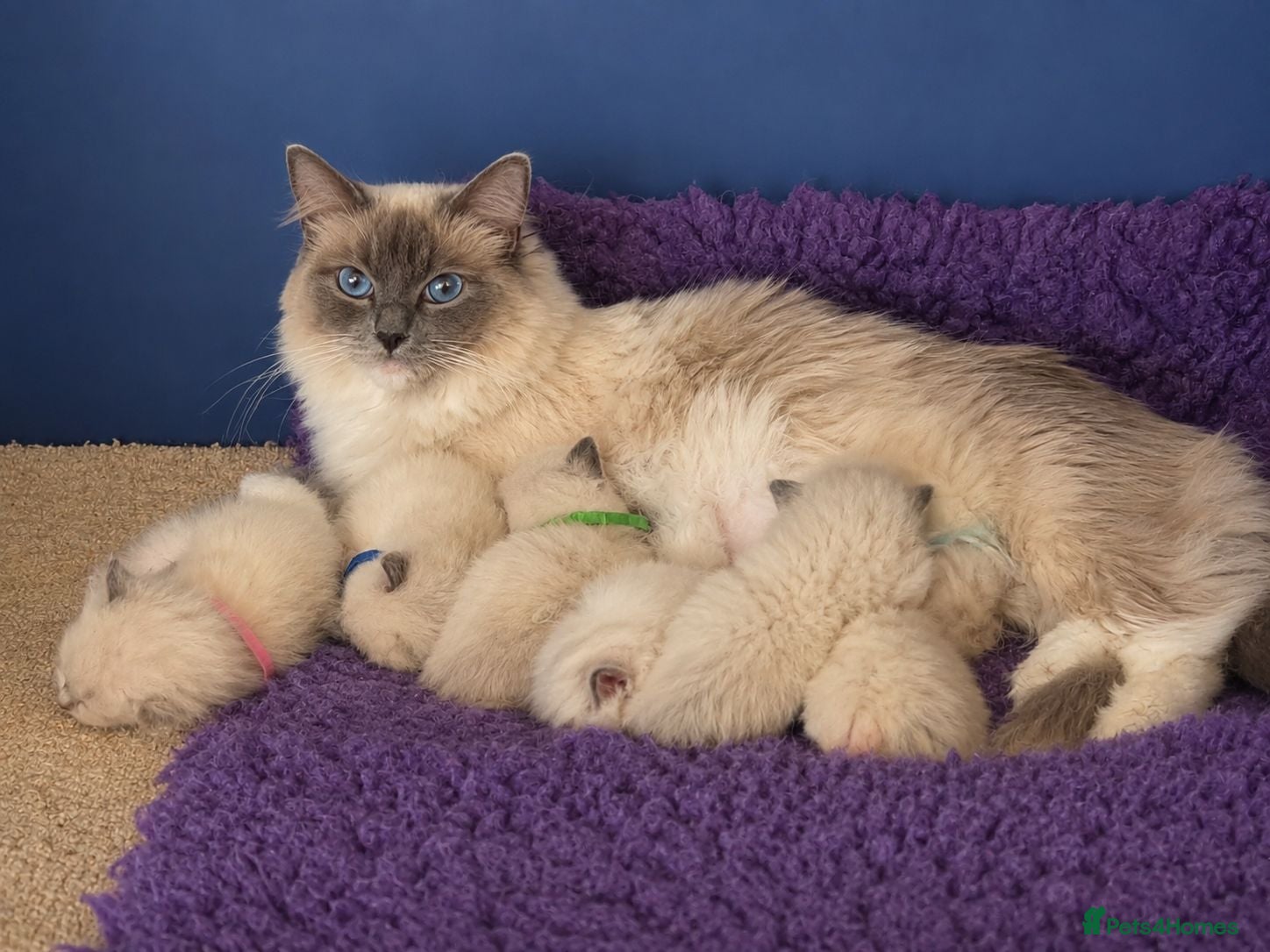 Ragdoll cats TICA/GCCF registered ragdoll kittens - Advert 2