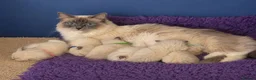 Ragdoll cats for sale: TICA/GCCF registered ragdoll kittens - Advert 2