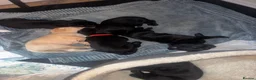 Labrador Retriever dogs for sale: 7 Labrador Puppies  in Reading - Advert 11