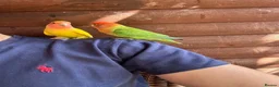 Lovebirds birds for sale: 2 Lovebirds  - Advert 1
