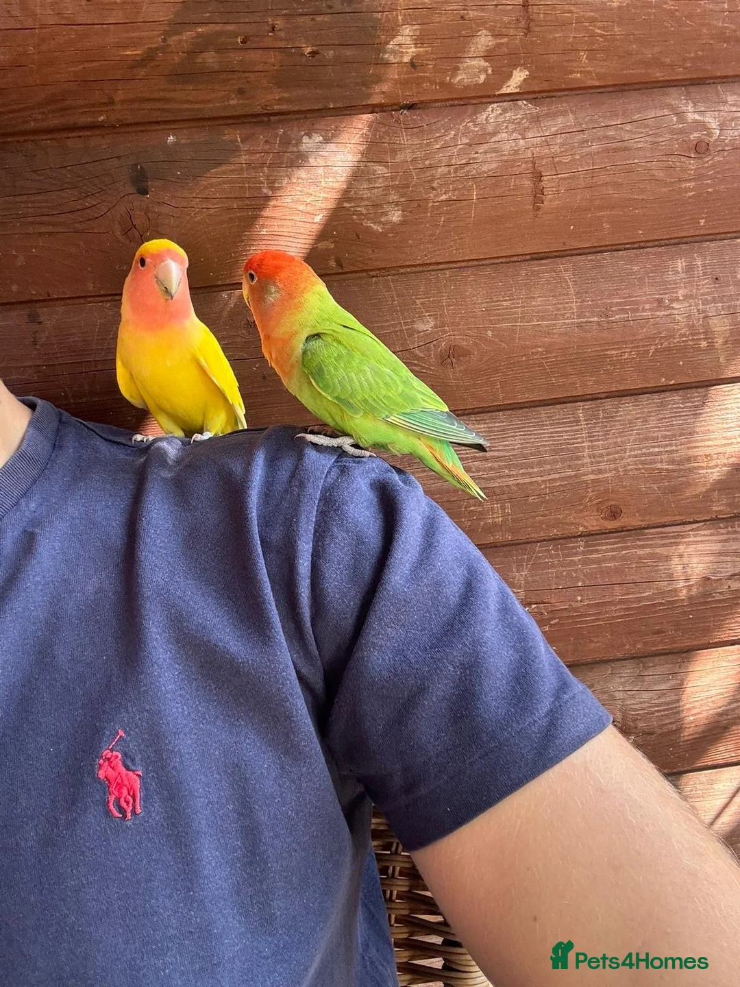 Lovebirds birds for sale: 2 Lovebirds  - Advert 1