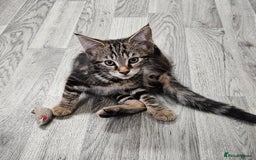 Russian Blue cats for sale: Mix Russian Blue and Maine Coon  - Image 3