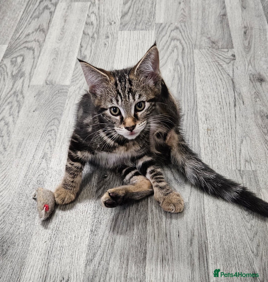 Russian Blue cats for sale: Mix Russian Blue and Maine Coon  - Image 3