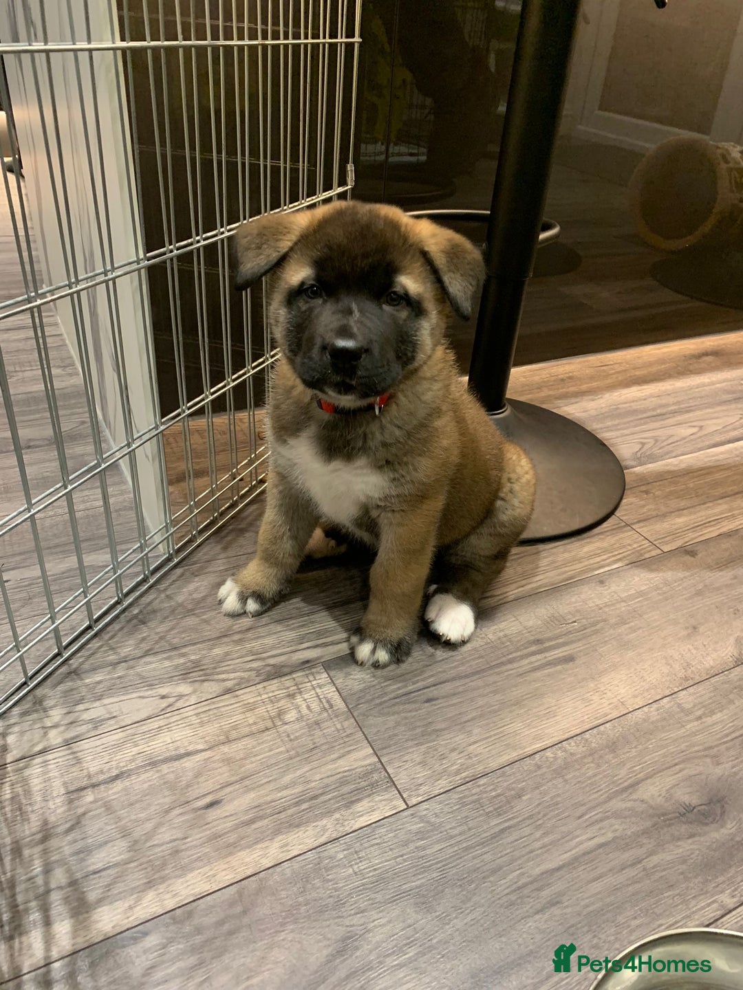 Mixed Breed dogs for sale: 3.5 year old Akita male - Advert 11