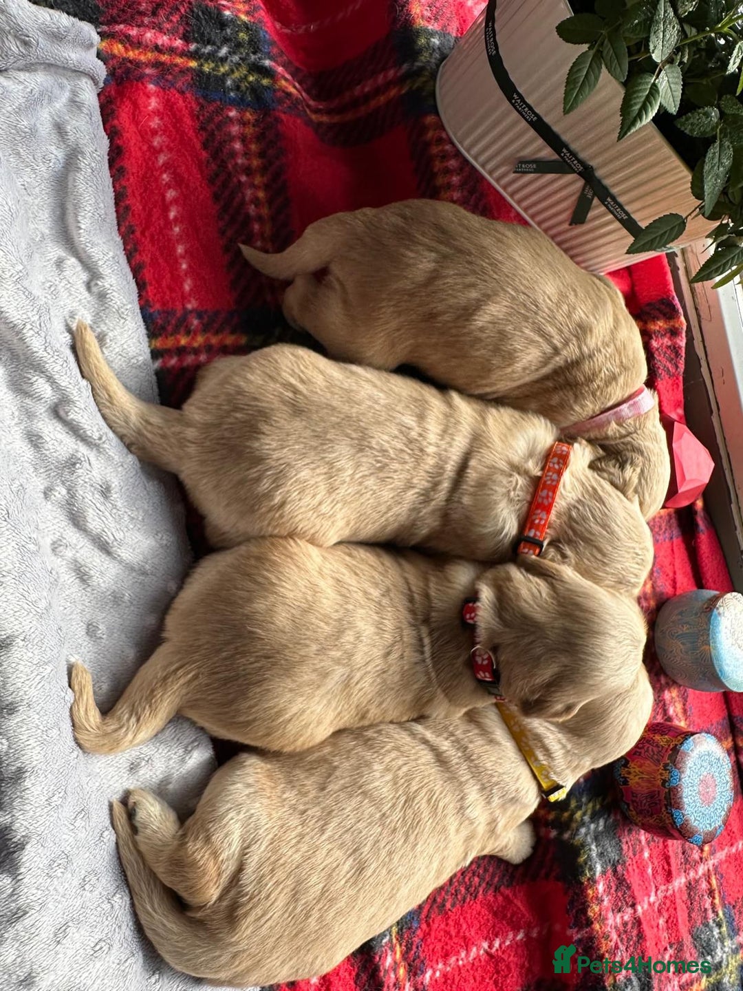 Golden Retriever dogs for sale: KC/FCI Well-Bred, Health CERTIFICATED,DAD CHAMPION - Image 9