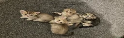 Scottish Fold cats for sale: Scottish fold and straight kittens - Advert 1