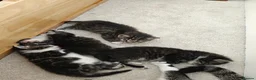 Mixed Breed cats for sale: Beautiful tabby and white kittens - Advert 3