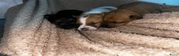 Jack Chi dogs for sale: 2 boys available  - Advert 6