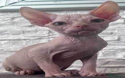 Sphynx cats for sale: Beautiful litter of kittens ❤️ HCM clear 🔥 in Leicester - Image 20