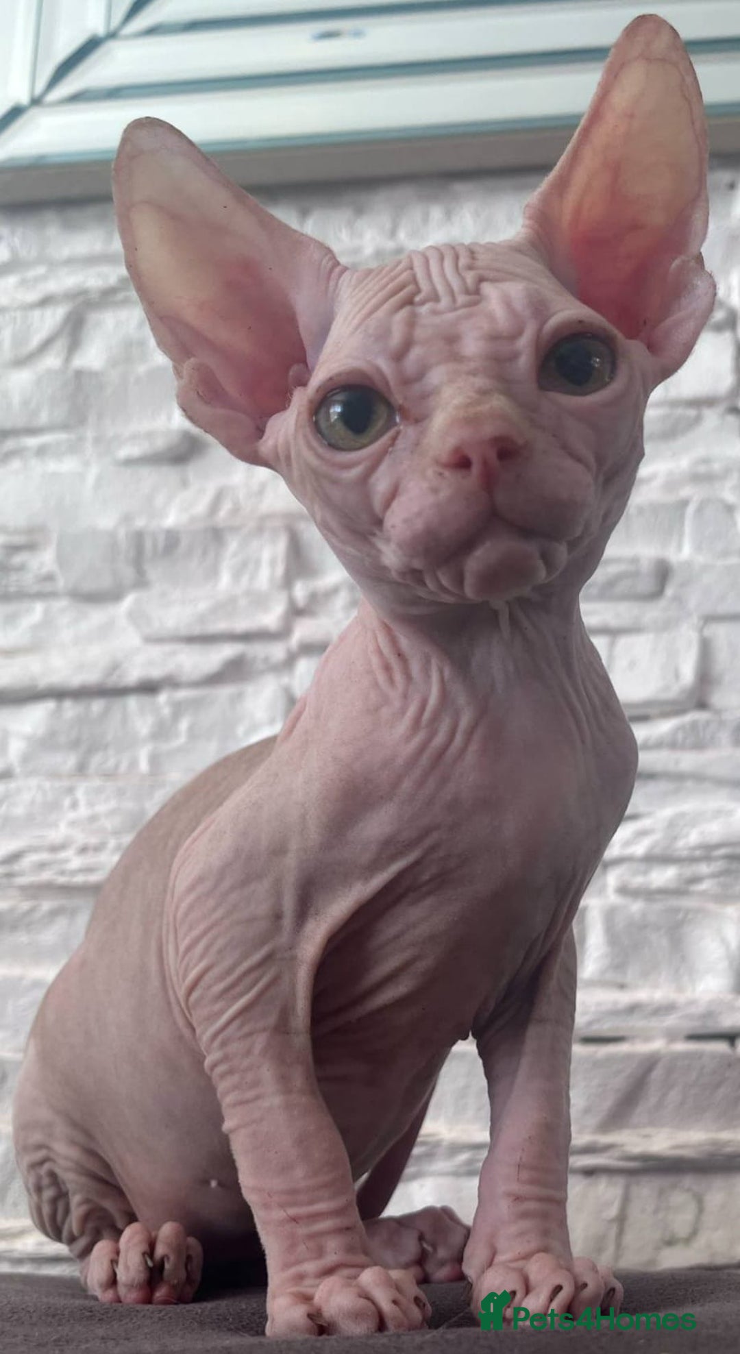 Sphynx cats for sale: Beautiful litter of kittens ❤️ HCM clear 🔥 in Leicester - Image 20