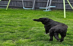 Pomeranian dogs for sale: 2 dogs needing to be rehomed. - Image 4