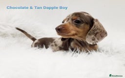 Miniature Dachshund dogs for sale: STUNNING KC DAPPLES. 5* breeder - Image 9
