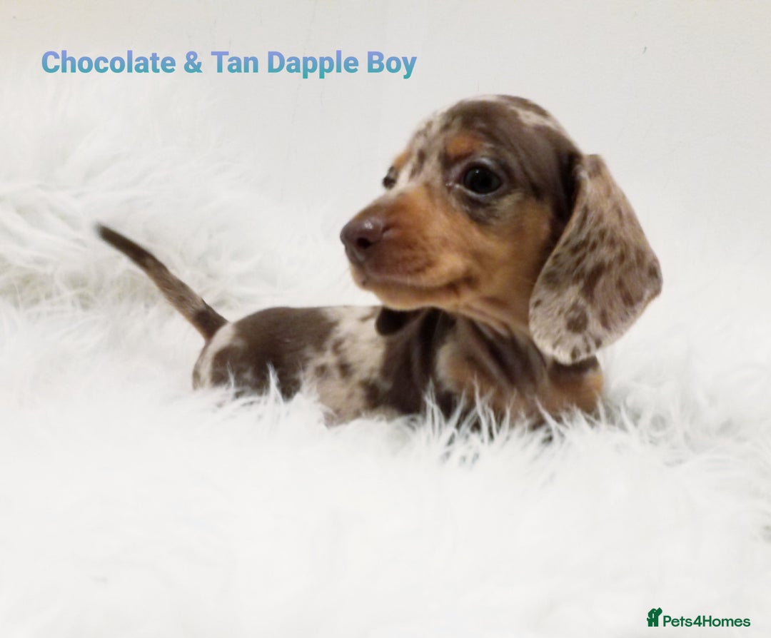 Miniature Dachshund dogs for sale: STUNNING KC DAPPLES. 5* breeder - Image 9