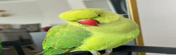 Parrots birds for sale: Baby green ring neck tamed talking parrot  - Advert 3