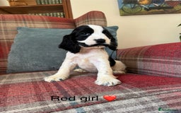 Cocker Spaniel dogs for sale: KC registered, health tested, show type puppies  - Image 11