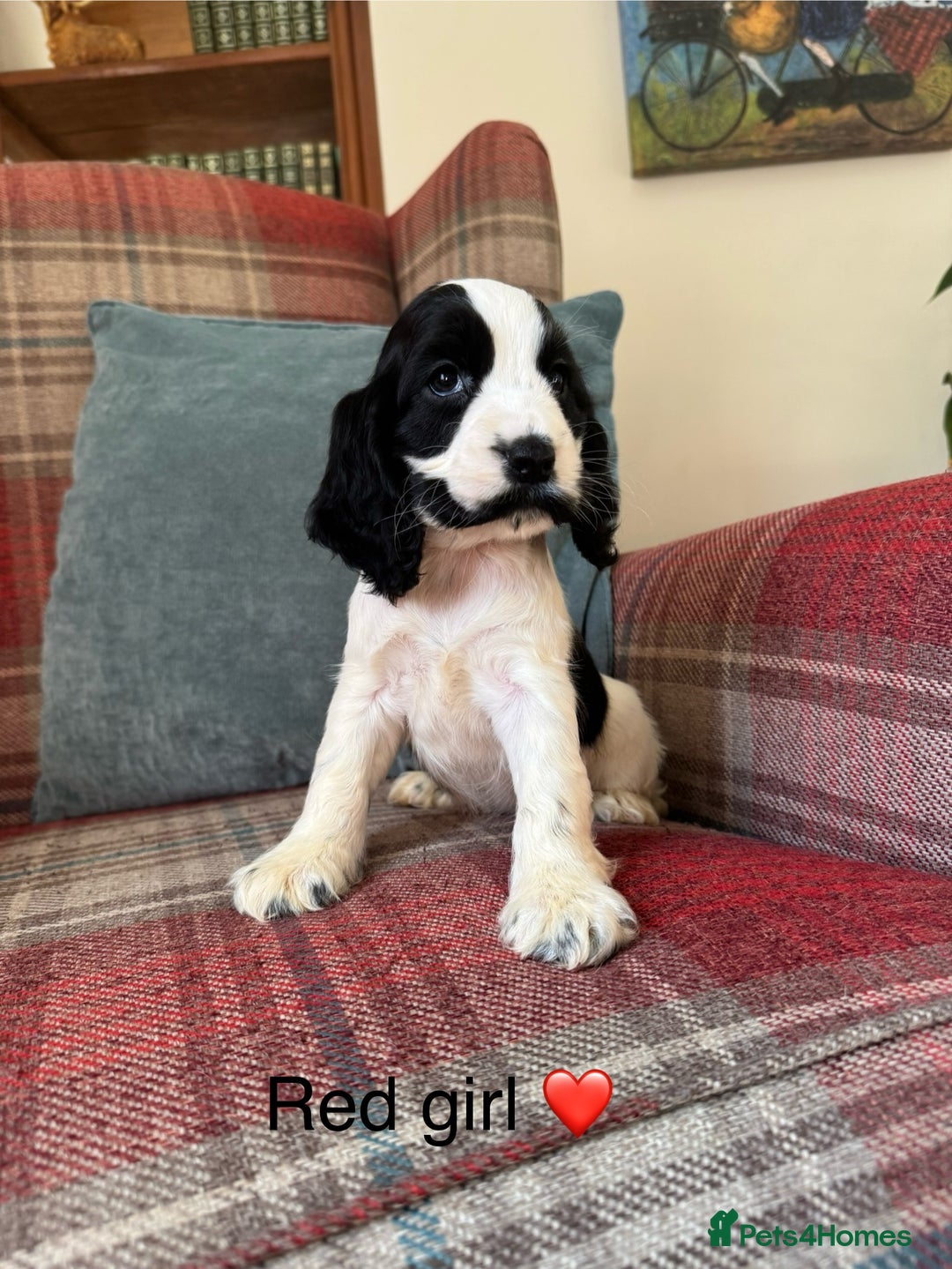 Cocker Spaniel dogs for sale: KC registered, health tested, show type puppies  - Image 11
