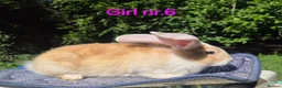 Continental Giant rabbits for sale: Pure Continental Giant Vaccinated  - Advert 4