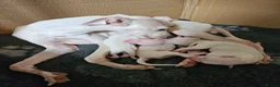 Italian Greyhound dogs for sale: 🤍 KC Registered Italian Greyhound Puppies 🤍 - Advert 5