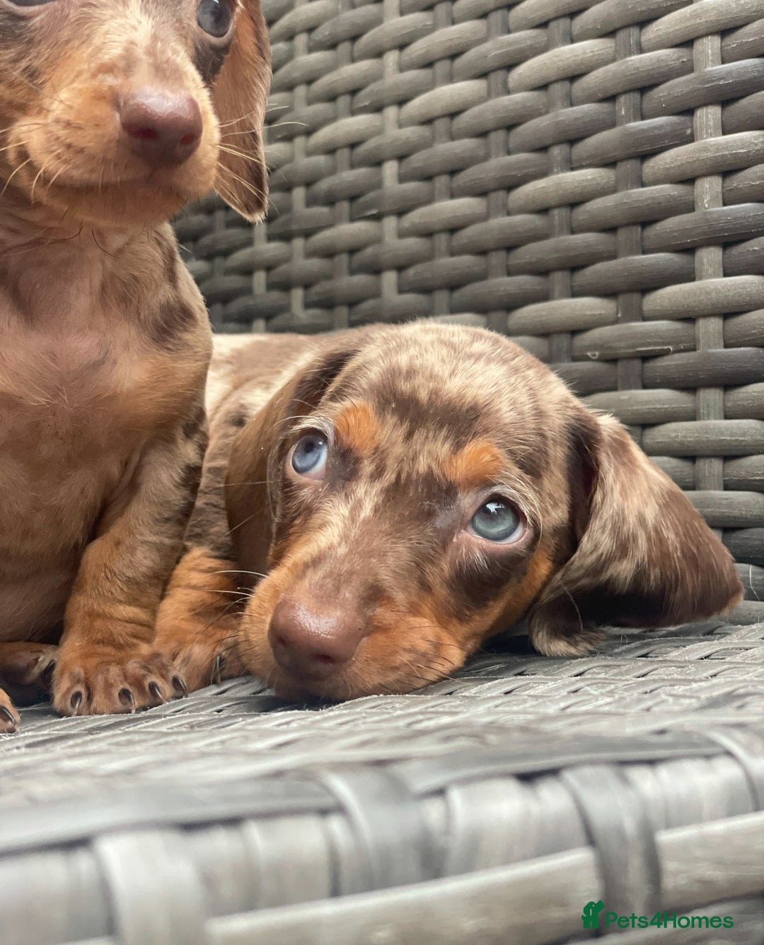 Miniature Dachshund dogs for sale: Mini Dachshunds  - Advert 14