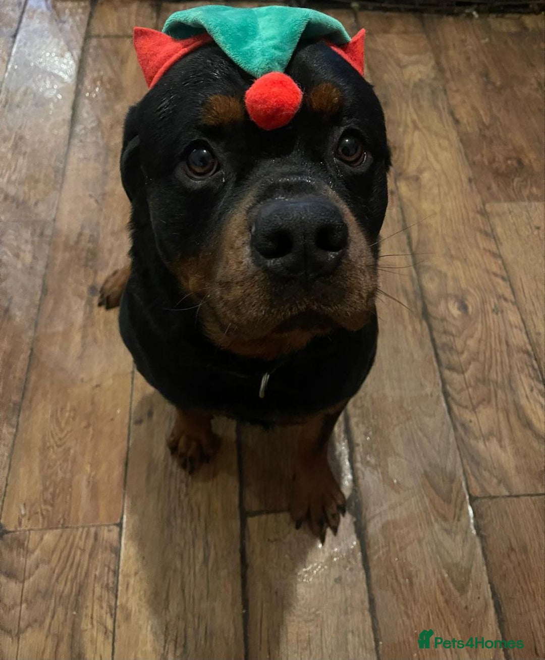 Rottweiler dogs for sale: 🐶 KC Rottweiler Puppies – German ADRK Bloodlines - Advert 8