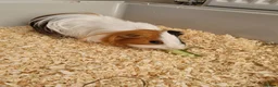 Guinea Pig rodents for sale: Bonded beautiful boys in Barnsley - Advert 9