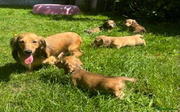 Miniature Dachshund dogs for sale: 🐾Miniature Longhaired Dachshund puppies.KC reg🐾  - Image 10