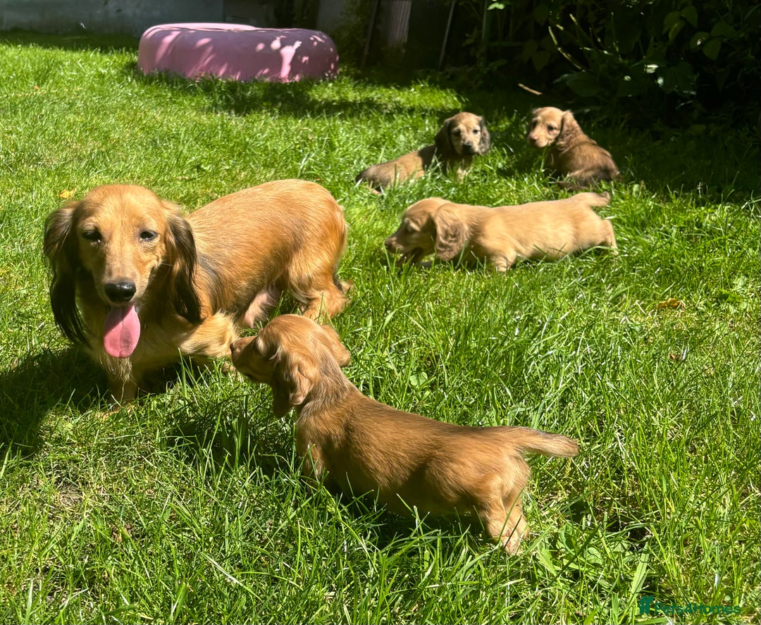 Miniature Dachshund dogs for sale: 🐾Miniature Longhaired Dachshund puppies.KC reg🐾  - Image 10