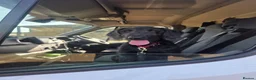 Labradoodle dogs for sale: Floyd F1 Labradoodle - Rehome - Advert 2