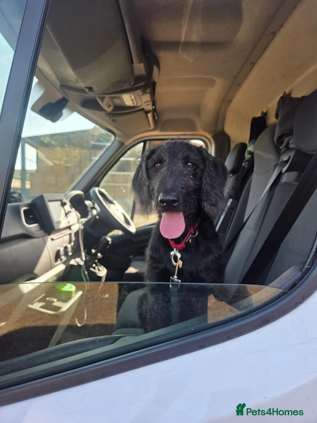 Labradoodle dogs for sale: Floyd F1 Labradoodle - Rehome - Advert 2