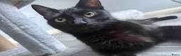 Domestic Shorthair cats for sale: 1 gorgeous female domestic short hair  - Advert 7