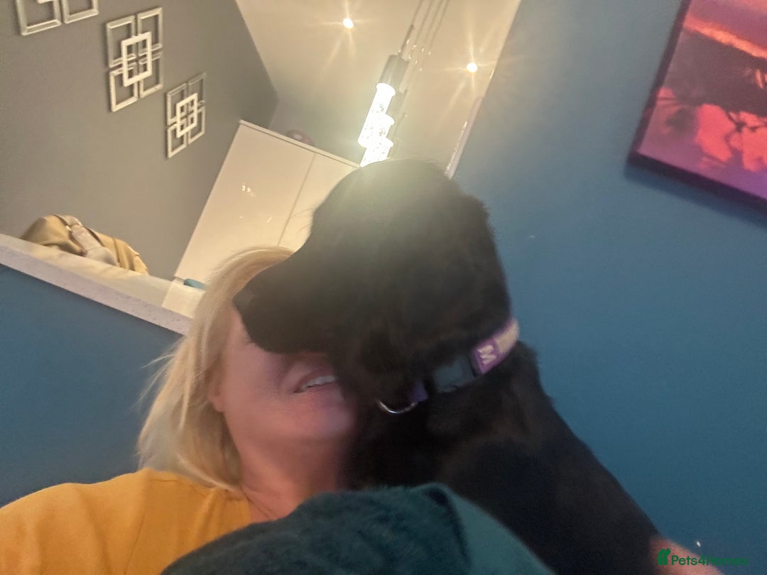 Cocker Spaniel dogs for sale: Male Working cocker spaniel age 1 - Advert 4