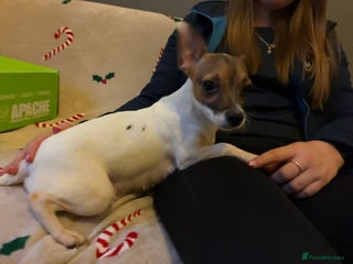 Mixed Breed dogs 1/2 chihuahua 1/2 jack Russel pup - Advert 1